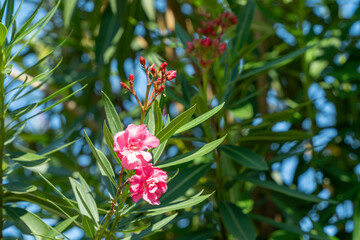キョウチクトウの花とつぼみ