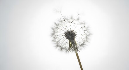 Obraz premium Ephemeral Beauty A Delicate Dandelion Seed Head Against a Soft White Backdrop Exhibiting Nature's Intricate Design