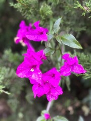 Flor de veranera morada