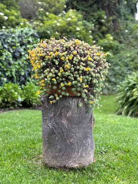 Jard&iacute;n en troco de madera en medio del prado