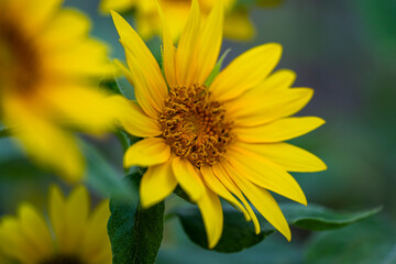Wild flower on beautiful spring evening
