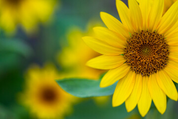 Obraz premium Wild flower on beautiful spring evening
