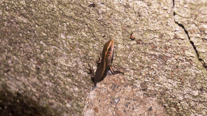 A photograph of a Japanese Skink. Taken from Las Pinas, NCR, Philippines.