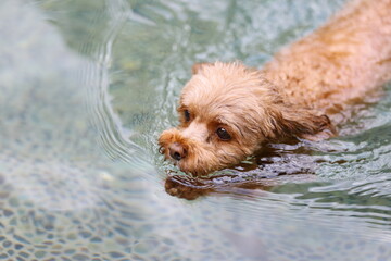水泳をしているトイ・プードル