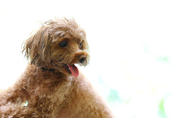 プールから上がったトイ・プードル