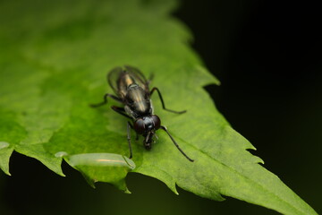 Macro photograph of a fruit fly or green-eyed fly, possibly from the family Ephydridae (shore...