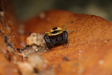 A tiny jumping spider perched on leaf debris in close-up, conveying a sense of calm, mystery, and the intricate detail of the insect world. This photo reflects the beauty of nature .