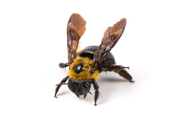 Xylocopa carpenter bee isolated on white background