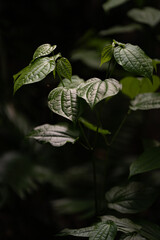 green leaf on black