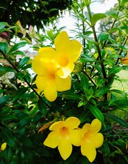 yellow frangipani flower