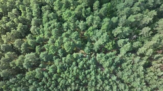 Aerial Bydgoszcz Poland forest landscape. Bydgoszcz a city northern Poland. Thick pine forests with farm agriculture farm land. On the River Brda. Lake, forest and farm rural area and landscape. - Powered by Adobe