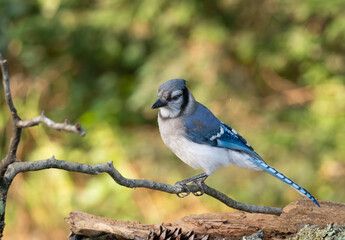 Close Up of a Curious Blue Jay Perched on a Small Branch