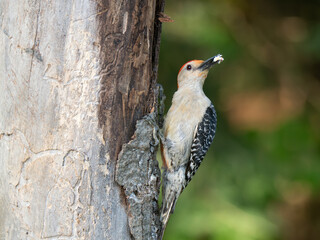 Downy Woodpecker with black and white wings and red feathers on its head. Photographed while it was perched on a tree trunk eating suet. Photographed in Maine.