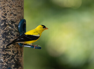 Close Up of an Adult Male American Goldfinch Perched on a Feeder