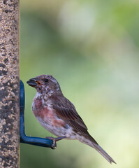 Juvenile Male House Finch Perched on a Bird Feeder with a Sunflower Seed in it Beak