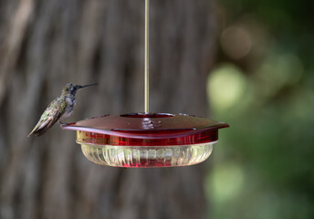Juvenile Male Ruby-Throated Hummingbird on a Feeder