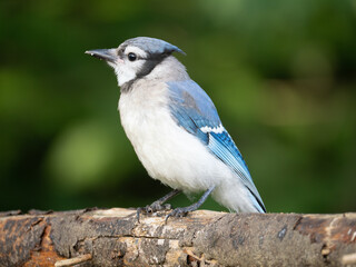 Extreme Close Up of a Blue Jay Perched on a Tree Limb with Green in the Background