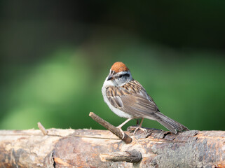 Perched Breeding Adult Chipping Sparrow with Its Head Tilted Perched on a Log