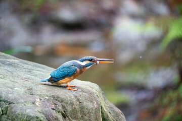 Kingfisher Feeding