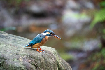 Kingfisher on Rock