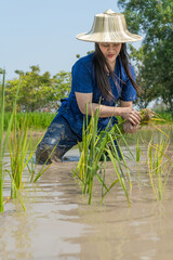 Thai women make rice farming.