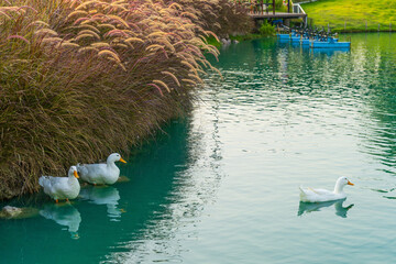 Three white ducks were swimming in the pool, but the other duck was swimming out of the crowd.