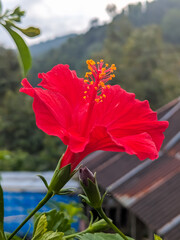 red flower in the garden