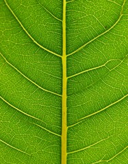 Obraz premium Close-up of a vibrant green leaf's intricate vein structure (1)