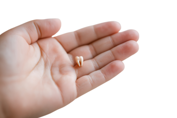 Hand Holding a Lost Milk Tooth Symbolizing Childhood Milestones and the Transition to Permanent Teeth