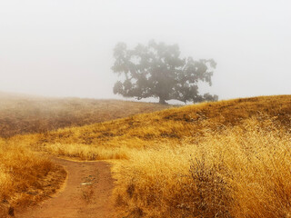 Lone oak tree partially hidden in thick morning fog above winding dirt trail and golden dry grass...