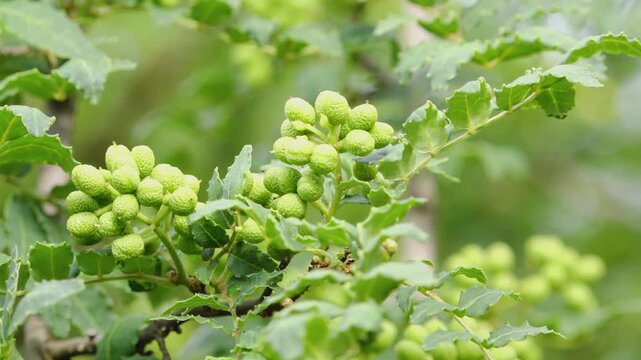 「山椒の実」和歌山県有田川町清水 - Japanese Sansho Pepper Berries &ndash; Shimizu, Aridagawa Town, Wakayama Prefecture