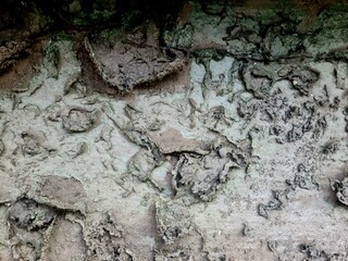 Dry moss texture on surface