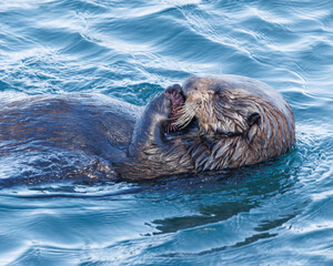 Sea Otter Eating a Sea Urchin in Morro Bay, California.
