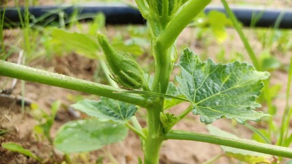 Growing and fruiting ladyfinger plant