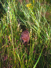 Hedgehog in tall grass. Summer evening at sunset.