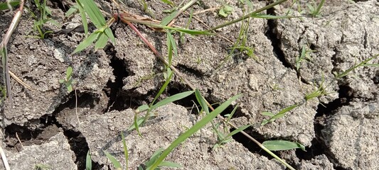 Natural view of dry, barren land full of green grass 