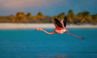 Pink flamingo in flight over turquoise water and beach