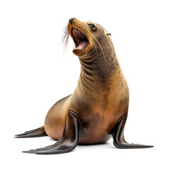 Fototapeta premium Sea lion barking Vocalizes loudly, often to communicate with others. full length isolate on transparent background