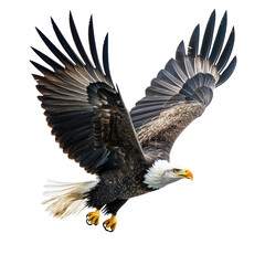 Obraz premium Eagle hunting An eagle dives toward prey with sharp focus and wings tucked in. full length isolate on transparent background