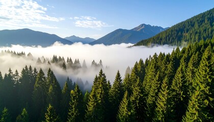 Fototapeta premium Misty mountain forest vista