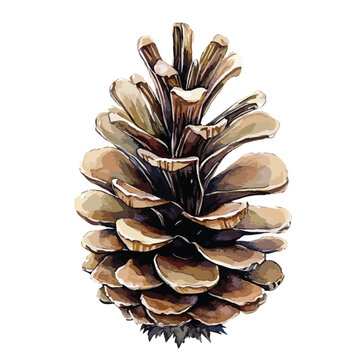 Detailed Watercolor Illustration of a Pine Cone (1)