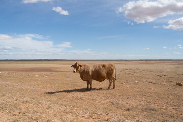 A cow stands in the middle of a vast, dry, and flat field under a blue sky with scattered clouds.