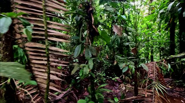 Undergrowth of a tropical forest, dead leaves among small trees and plants