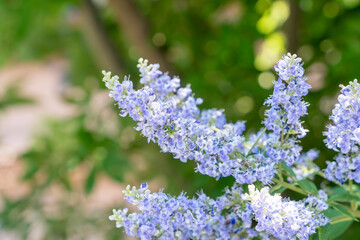 セイヨウニンジンボクの花