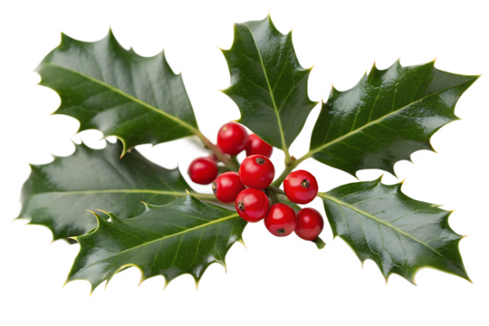 close up of holly leaves with re berrie isolated on white background, png, ai generated.