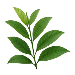 Fototapeta premium Fresh green tea leaves branch isolated on white background