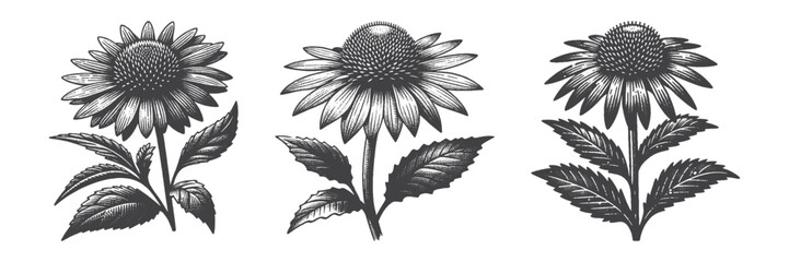 Vintage Hand-Drawn Sun Flower Illustration, Botanical Engraved Vector for Farm and T-Shirt Design