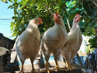 Free range chickens
