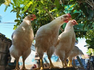 Free range chickens