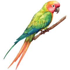 Obraz premium Vibrant Watercolor Conure Perched on a Branch with Colorful Plumage